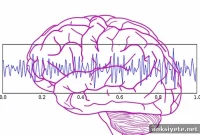 How the Brain Remembers and Corrects Errors