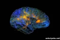 Stopping Neuron Loss to Treat Alzheimer’s and Parkinson’s