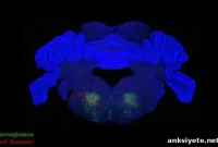 How Brain Circuits Prevent You From Biting Your Tongue