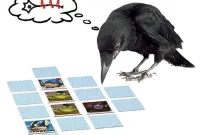 Inside Crows’ Memory: What They Remember and Why