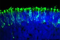 Scientists Grow Light-Sensitive Human Retina from Stem Cells