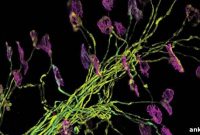 Modeling Neuronal Network Interactions