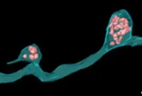 Neurons Recruit Neighboring Cells to Remove Cellular Waste
