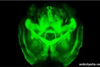 New Imaging Method Reveals Hidden Brain Activity