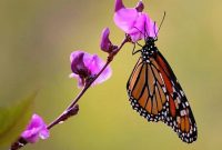 Magnetic Compass Guides Monarch Butterfly Migration
