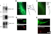 New Study Reveals How Neurons Grow and Regenerate