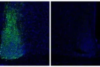 One Gene Regulates Jet Lag and Circadian Rhythms