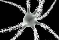 How Big Data Reveals Simple Patterns in the Brain