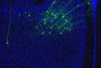 New Study Reveals How Movement Changes Your Hearing