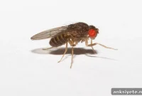 How Fruit Flies Generate Neuronal Diversity in the Visual System