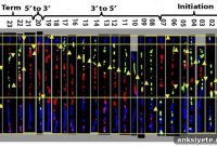 Single Nucleotide Change May Trigger Fragile X Syndrome