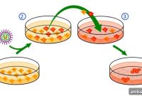 Disease-in-a-Dish Model Could Speed Huntington’s Disease Research