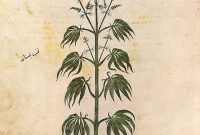 How Cannabis Prevents PTSD Behavioral and Physical Symptoms