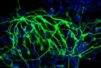 New Study Shows How Context Controls Stem Cell Differentiation