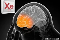 Xenon Gas Limits Brain Damage After Traumatic Brain Injury
