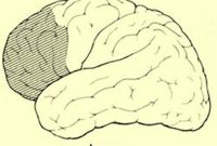 Estrogen Receptor Expression Could Explain Male Autism Gap
