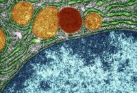 Why Cells Shut Down Protein Production Under Stress