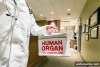 Study Reveals Kidney Donors’ Brain Structure Linked to Altruism