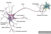 Fluid Flow Directs Neuron Growth, New Study Reveals