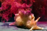 Snail Research Sheds Light on Chemo Brain