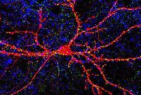 How Enzymes Regulate Synaptic Plasticity