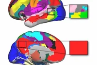 Damage to Brain Network Hubs Causes Widespread Cognitive Decline