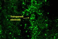 Graphene Microelectrodes in Epilepsy and Brain Disorder Research