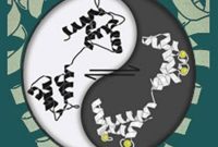 Study Reveals How Cell Membranes Control Molecular Traffic