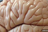 How Lifelong Learning Boosts Brain Plasticity