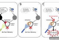 New Insights into How Emotional Fear Memories Form