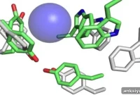 High-Precision Mapping of Neurotransmitter Binding Site Function