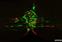 Understanding Serotonin Neuron Subtypes and Their Functions