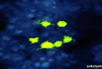 Optogenetics: How Light Maps Brain Activity