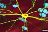 New Drug Eases Huntington’s Disease in Mice and Offspring