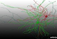 Optogenetics Reveals Neuronal Signaling in Live Mammalian Brain