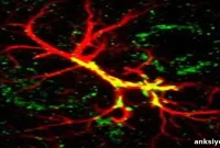 Study Identifies Autism-Linked Protein That Shapes Brain Synapses