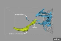 Scientists Map Direct Gut-Brain Neural Pathway