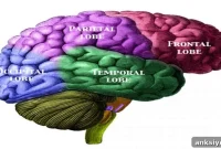 Remapping the Brain After Injury: Neuroplasticity and Recovery