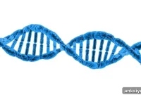 Synapse Dysfunction Links Diverse Genetic Brain Disorders