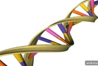 Cellular Changes Linking Childhood Adversity to Mental Disorders