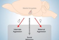 Brain Estrogen-Producing Neurons Drive Aggression in Both Sexes