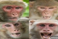 How Eye Movements Reveal Your Brain’s Focus