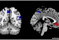 Neuroscience of Reading: How the Brain Processes Literature
