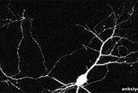 How Spontaneous Neural Activity Shapes Neuron Development