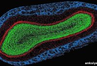 New Study Reveals How Stem Cells Specialize in the Brain