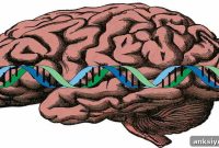 Hidden Gene Unlocks New Path to Improved Brain Function