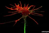 Nerve Fiber Shapes: How They Differ and Why It Matters