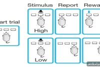 New Study Decodes Neural Signals for Learning and Memory