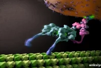 Researchers Reveal Structure Behind Nature’s Tiny Motor