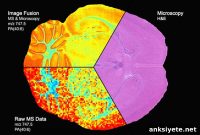 Researchers Unveil Image Fusion Method Using Blending Techniques